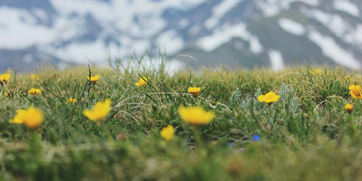 Field of flowers